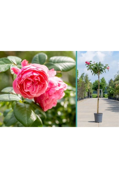 Щеплена на штамб троянда Леонардо да Вінчі 